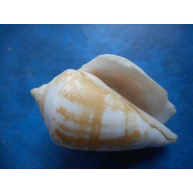 Schelpen: Strombus decorus persicus Swainson f++g 48mm