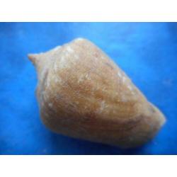 Schelpen: Strombus decorus persicus Swainson f++g 48mm