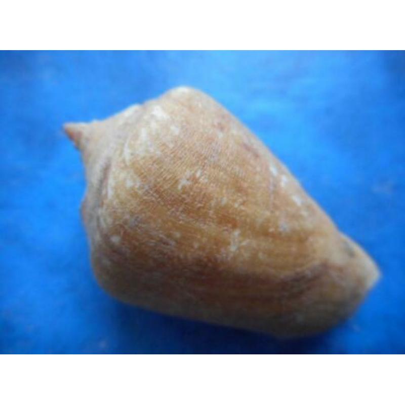 Schelpen: Strombus decorus persicus Swainson f++g 48mm
