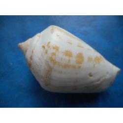 Schelpen: Strombus decorus persicus Swainson f++g 48mm