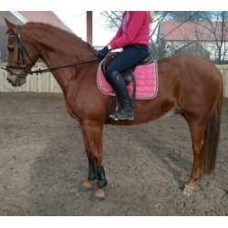 Bloedmooie brave bijna 12 jr ruin van ca 1.67 mtr