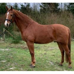 Bloedmooie brave bijna 12 jr ruin van ca 1.67 mtr