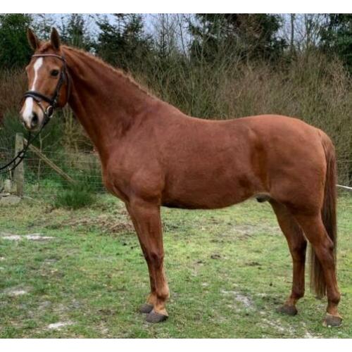 Bloedmooie brave bijna 12 jr ruin van ca 1.67 mtr