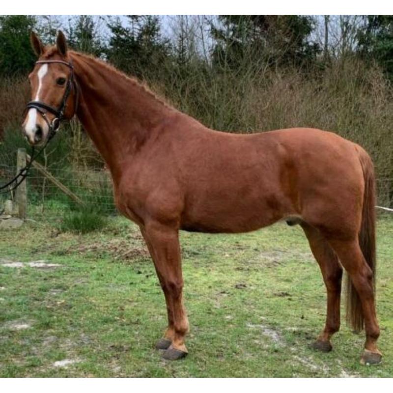 Bloedmooie brave bijna 12 jr ruin van ca 1.67 mtr