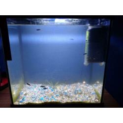 Kleine aquarium