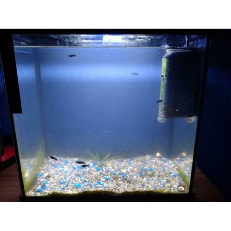 Kleine aquarium