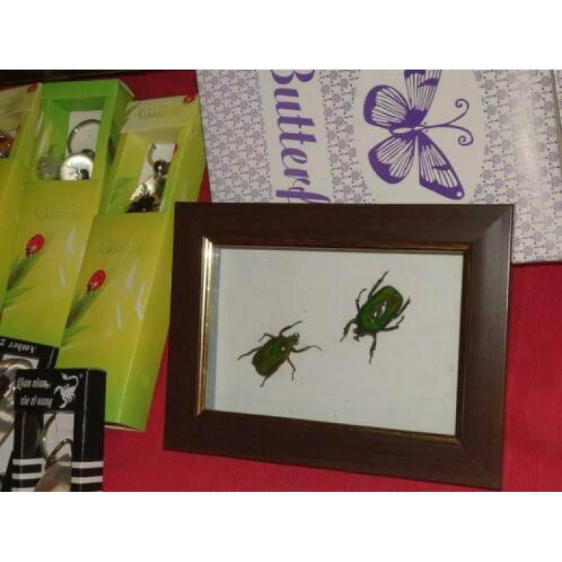 Collectie insecten o.a schorpioen,wandelende tak, kevers