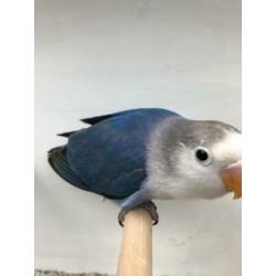 Mooie jonge violet Fischeri