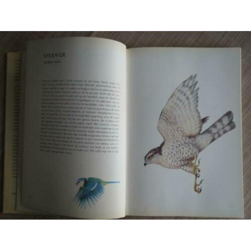 Lambert's Vogels van bos en tuin