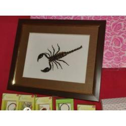 Collectie insecten o.a schorpioen,wandelende tak, kevers