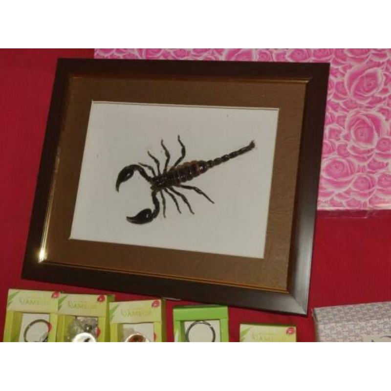 Collectie insecten o.a schorpioen,wandelende tak, kevers