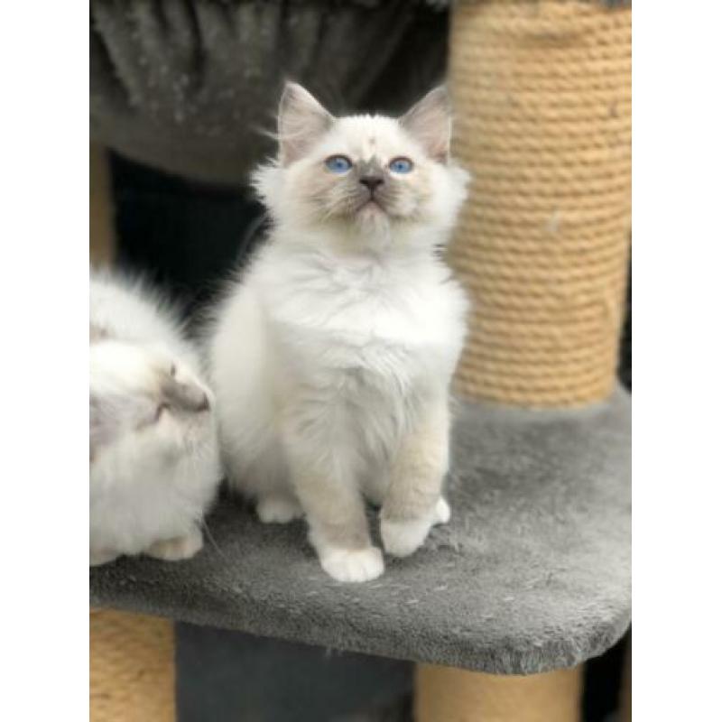 Te koop: Mooi Ragdoll (fok) poesje - met stamboom