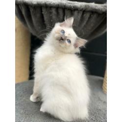 Te koop: Mooi Ragdoll (fok) poesje - met stamboom