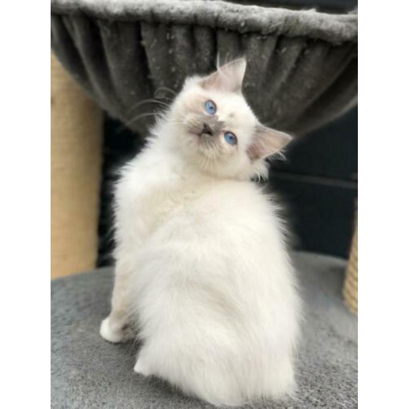 Te koop: Mooi Ragdoll (fok) poesje - met stamboom