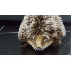 Steiff Antiek Mohair Igel Joggi 18cm