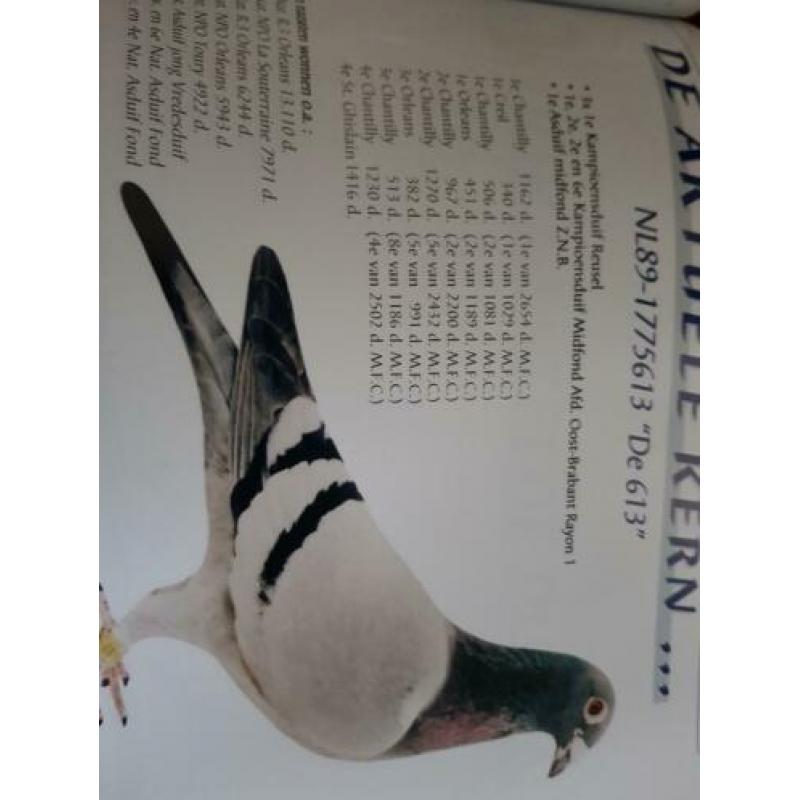Zuivere jonge klak duiven te koop
