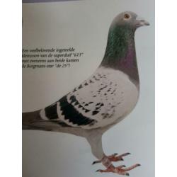 Zuivere jonge klak duiven te koop