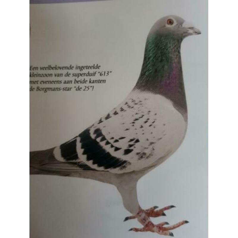 Zuivere jonge klak duiven te koop