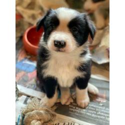 Border collie pups te koop!