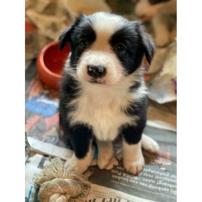 Border collie pups te koop!