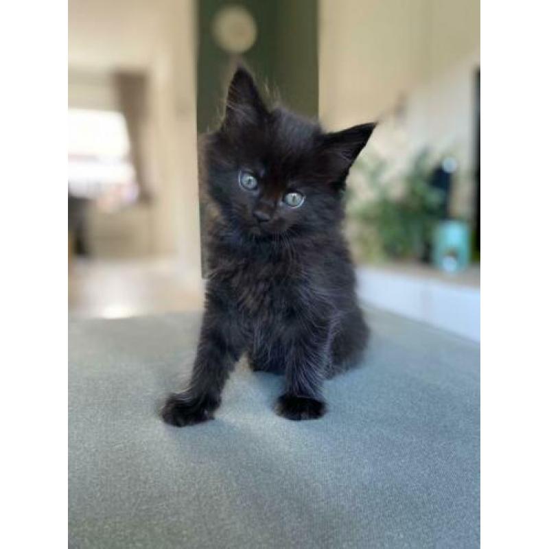 Maine Coon kittens