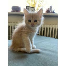 Maine Coon kittens