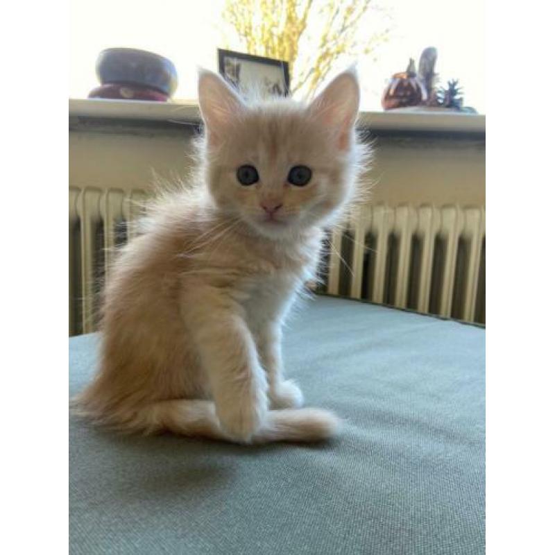 Maine Coon kittens