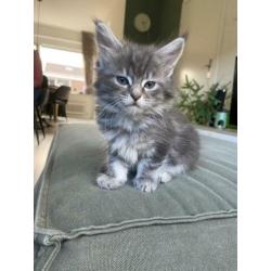 Maine Coon kittens