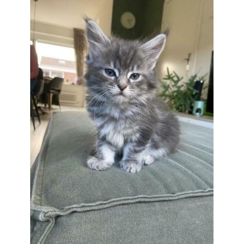 Maine Coon kittens
