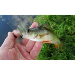R 11 set van 4 Ultra Light Forel - Ruisvoorn - Baarsspinners