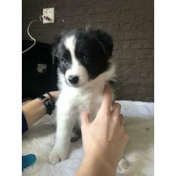 Border collie pups te koop!