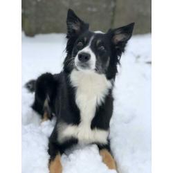 Border collie pups te koop!