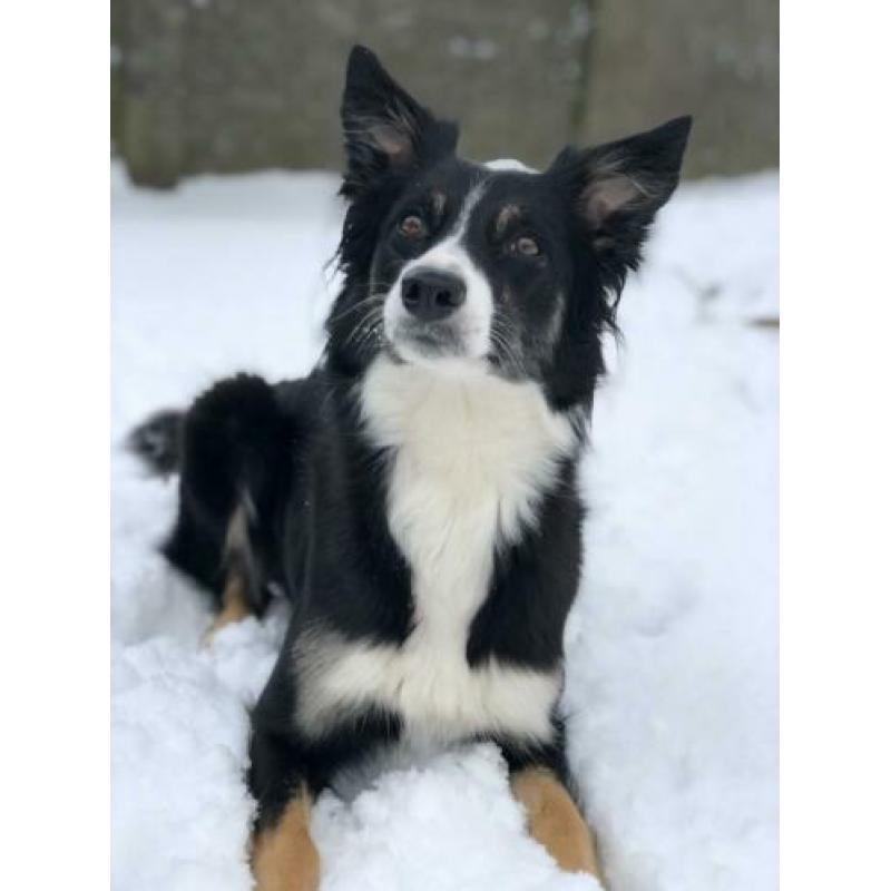 Border collie pups te koop!