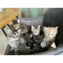 Maine Coon kittens