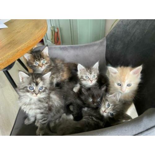 Maine Coon kittens