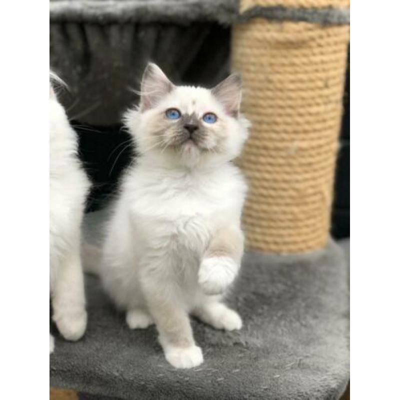 Te koop: Mooi Ragdoll (fok) poesje - met stamboom