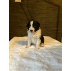 Border collie pups te koop!