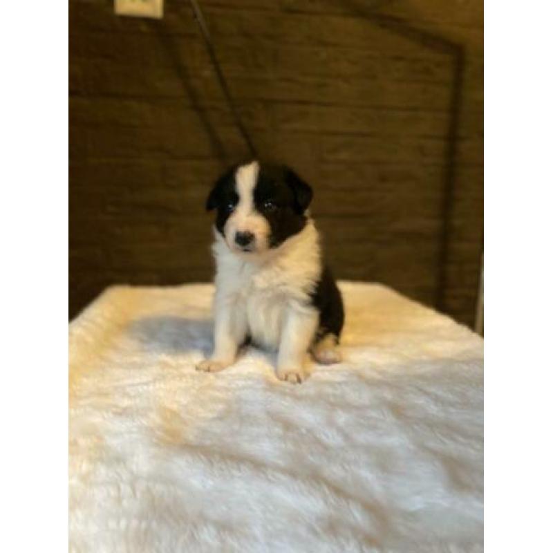Border collie pups te koop!