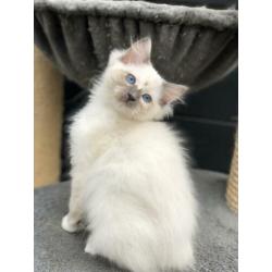 Te koop: Mooi Ragdoll (fok) poesje - met stamboom