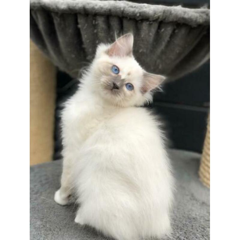 Te koop: Mooi Ragdoll (fok) poesje - met stamboom