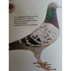Zuivere jonge klak duiven te koop