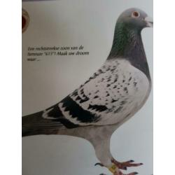 Zuivere jonge klak duiven te koop