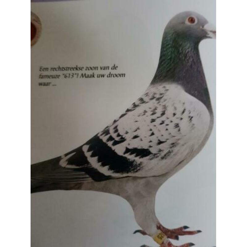 Zuivere jonge klak duiven te koop