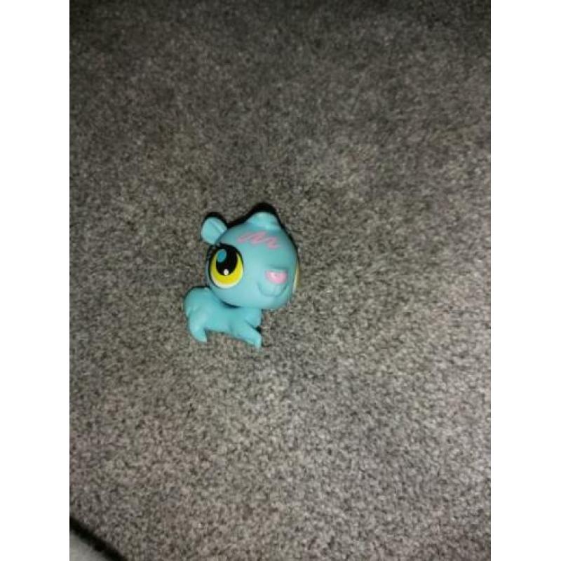 Pet shop club huis