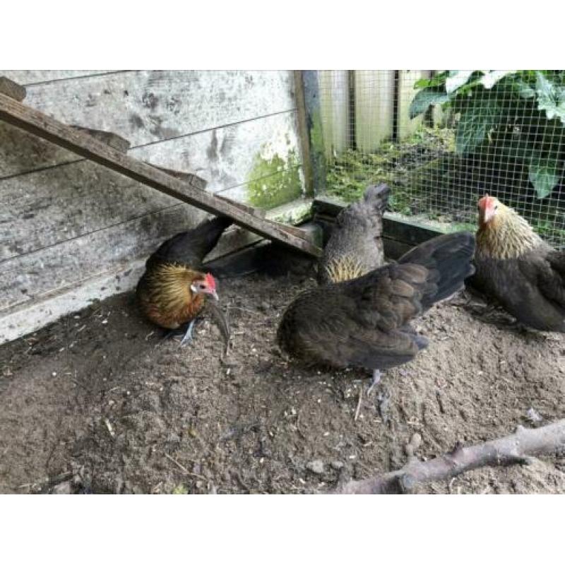 Te koop 4 Hollandse kriel hennetjes