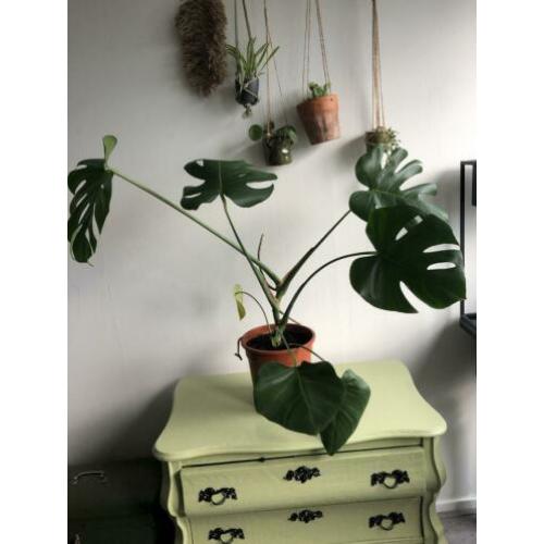 Stekjes, monstera, spiderplant, graslelie, vetplant