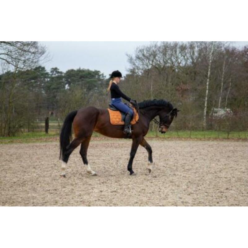 Te koop: zeer brave dressuurmerrie