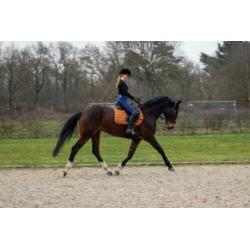 Te koop: zeer brave dressuurmerrie