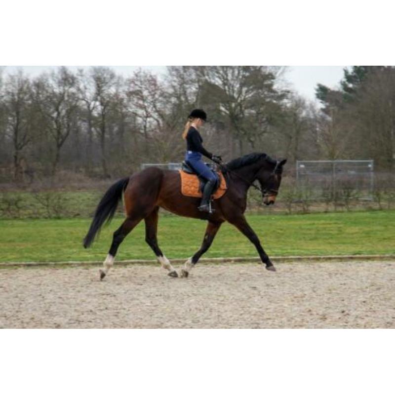 Te koop: zeer brave dressuurmerrie
