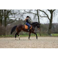 Te koop: zeer brave dressuurmerrie